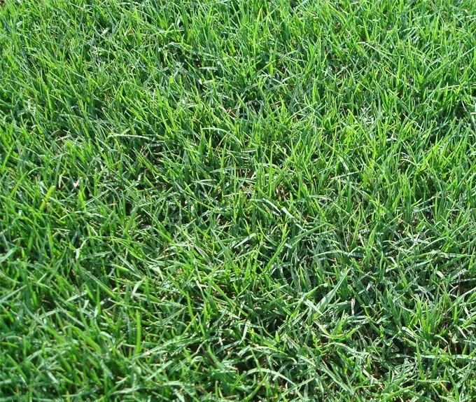 Expert lawn mowing service in Montgomery, TX by ReadyGreen HydroSeeding & More