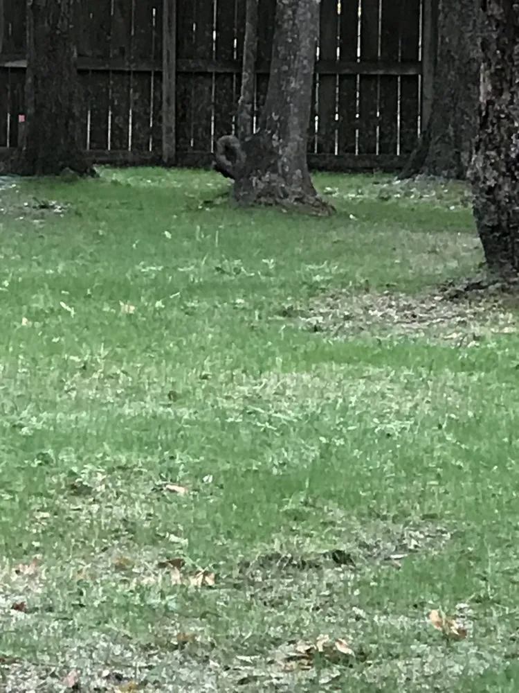 Affordable landscape design for homes across Montgomery, TX - ReadyGreen HydroSeeding & More