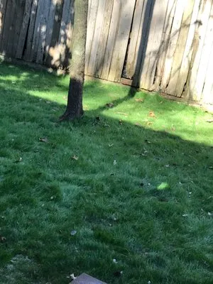 ReadyGreen HydroSeeding & More Logo