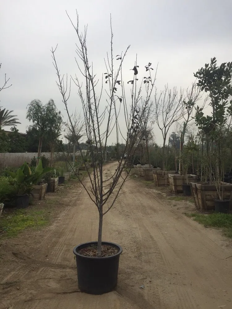 Expert landscaping services in Hesperia, CA by Real Deal Landscaping