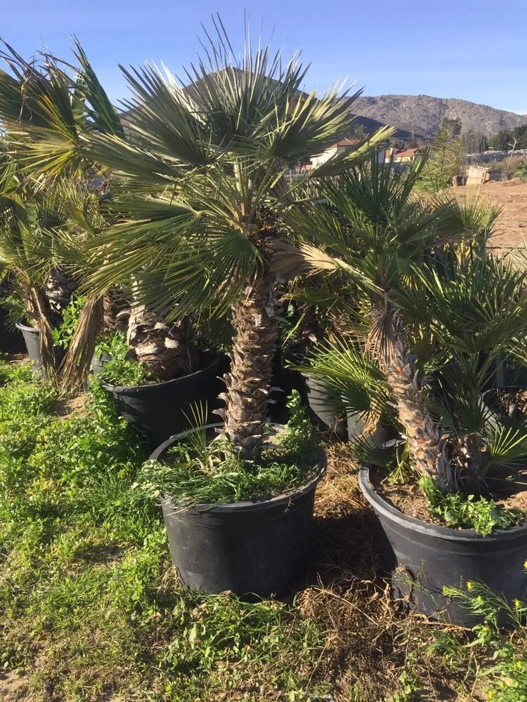 Affordable landscape installation in Hesperia, CA - Real Deal Landscaping