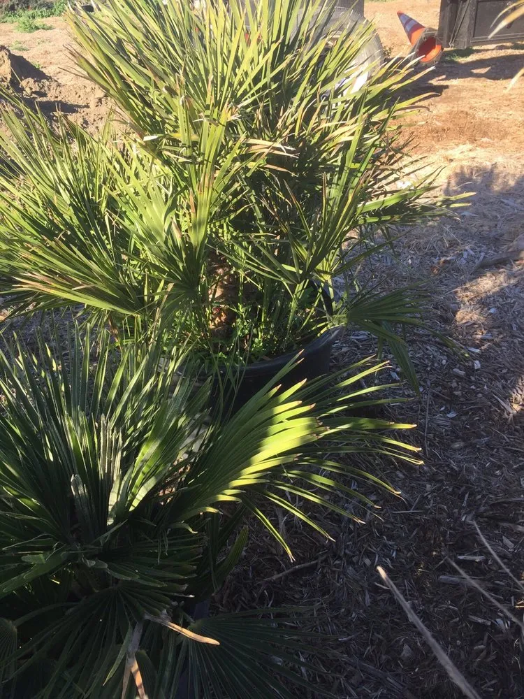 Local landscape installation for homes in Hesperia, CA by Real Deal Landscaping