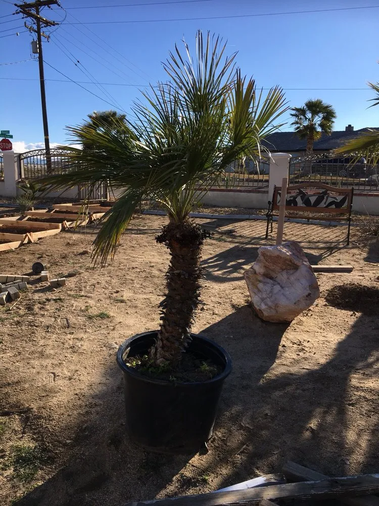 Custom residential landscaping experts serving Hesperia, CA - Real Deal Landscaping