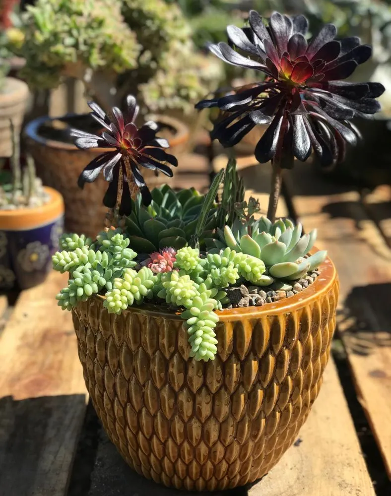 Expert landscape design in San Marcos, CA by Real Green Care