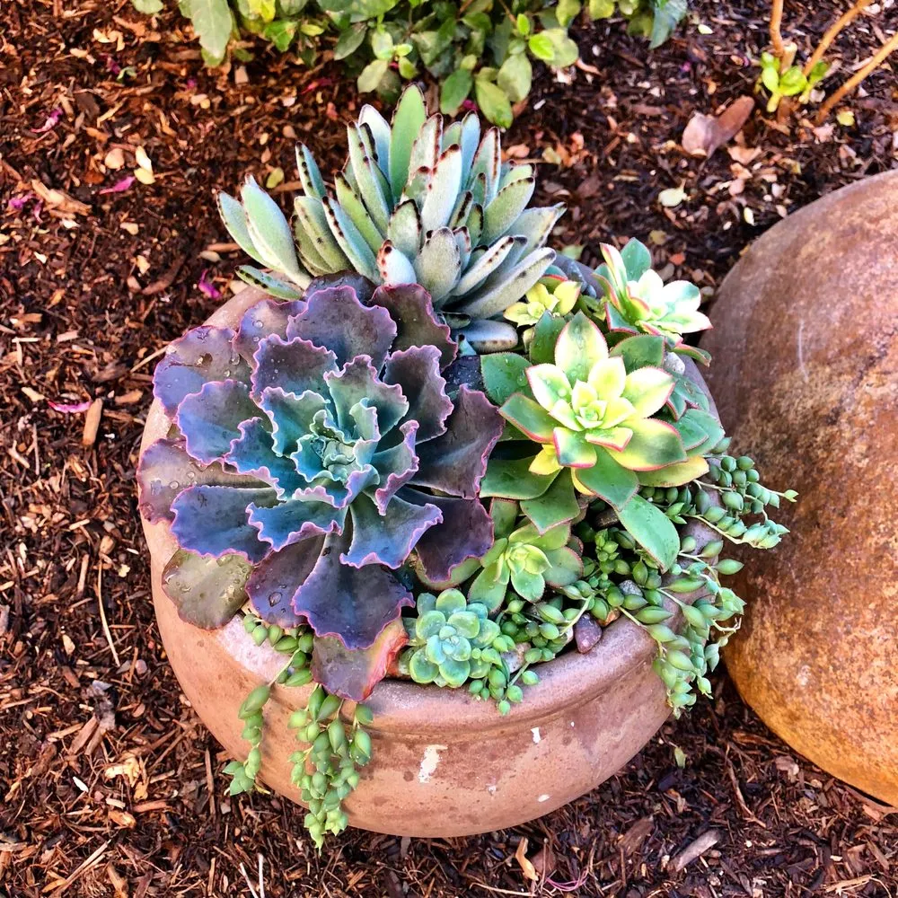 Top-rated yard cleanup service for residential properties in San Marcos, CA by Real Green Care