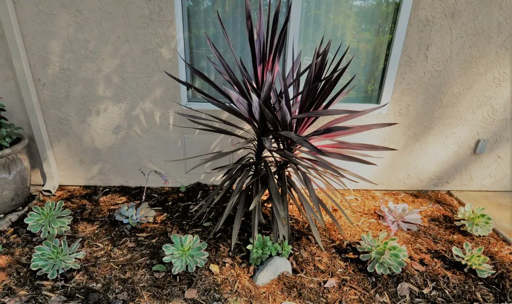 Top-rated lawn care service in San Marcos, CA - Real Green Care