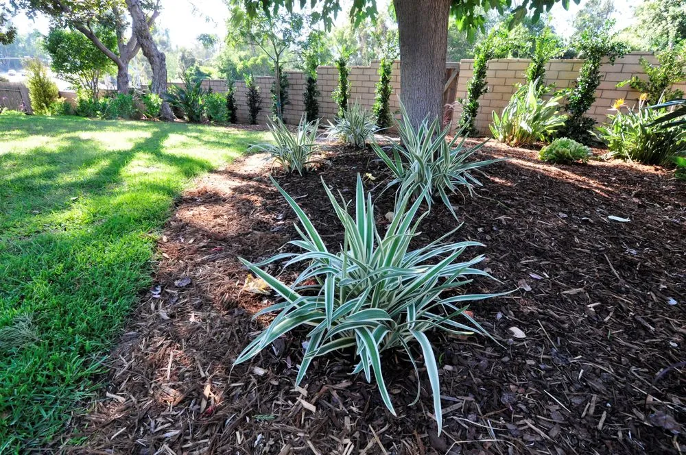 Professional garden landscaping in San Marcos, CA - Real Green Care