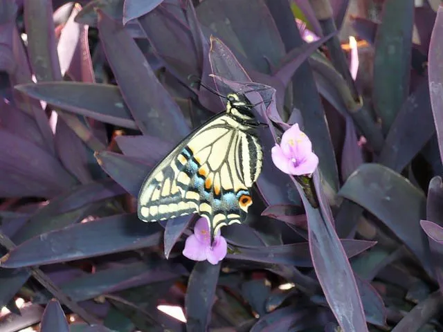 Trusted lawn mowing service in San Marcos, CA - Real Green Care