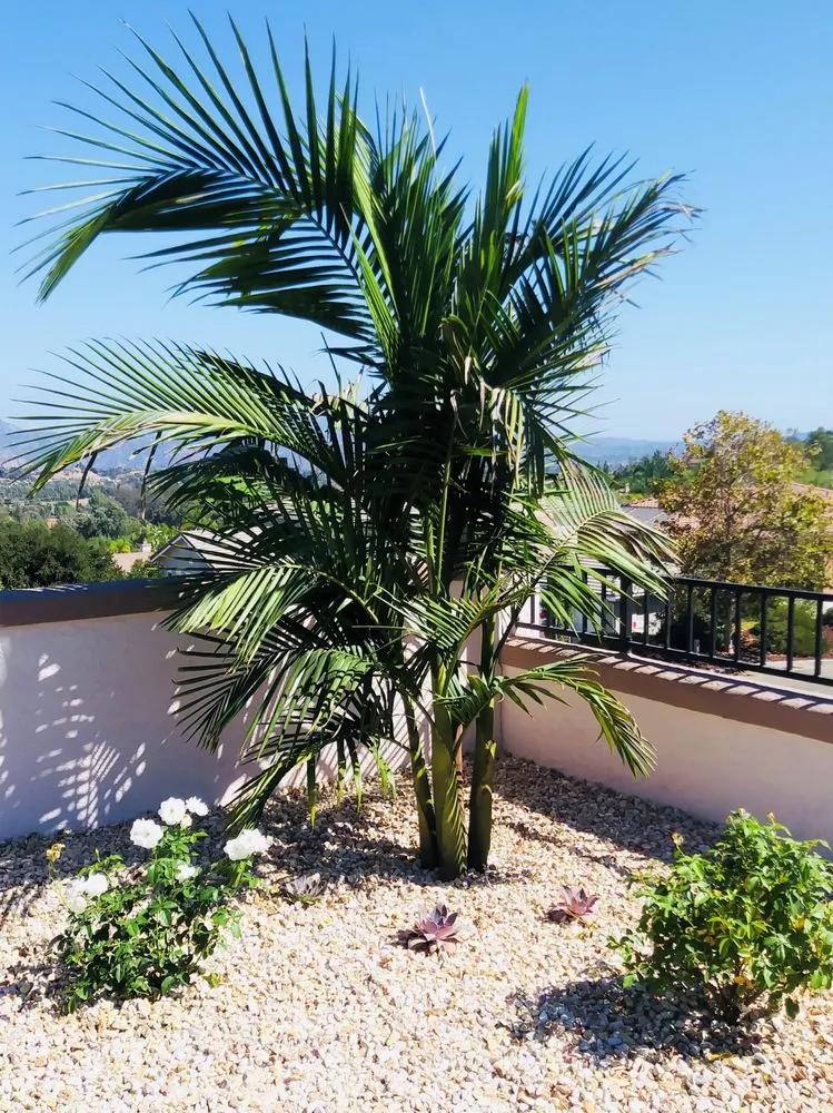 Expert residential landscaping with custom design in San Marcos, CA by Real Green Care