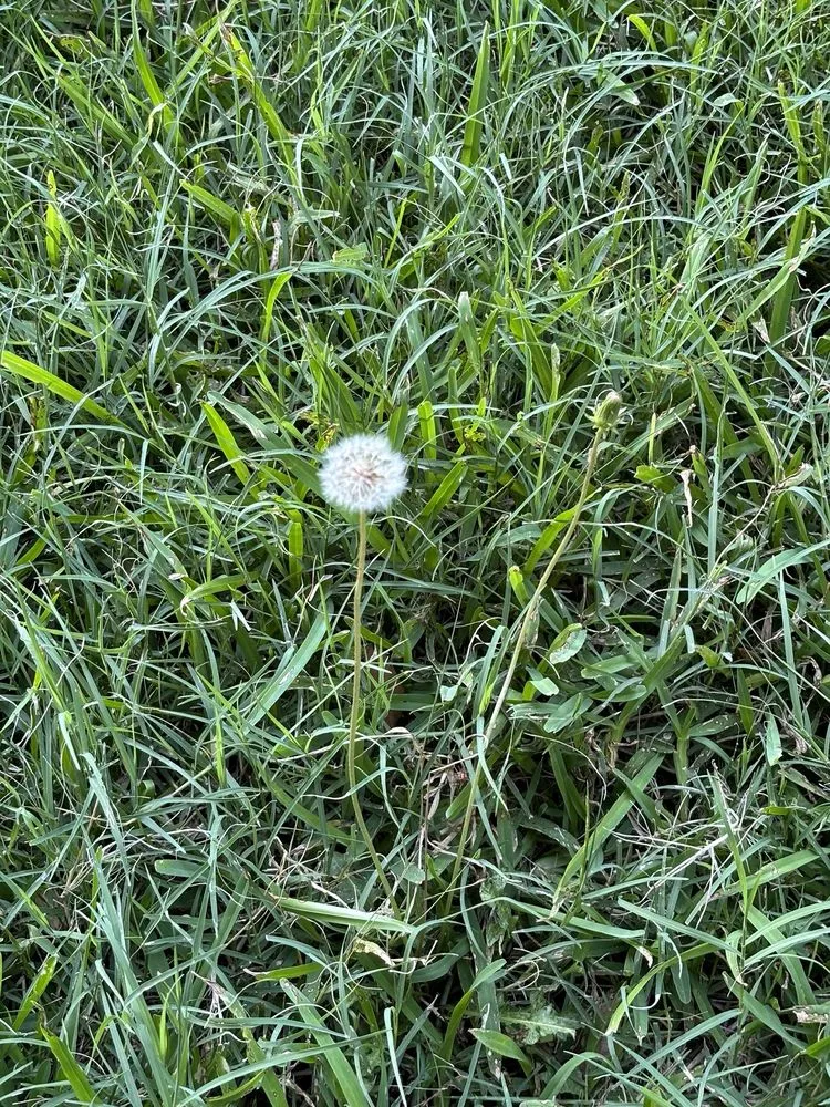 Trusted outdoor landscaping in Austin, TX by Real Green Pest and Lawn