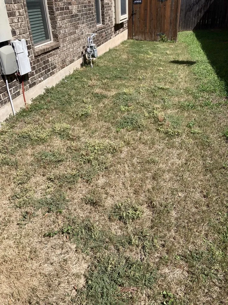 Top-rated landscape installation experts serving Austin, TX - Real Green Pest and Lawn