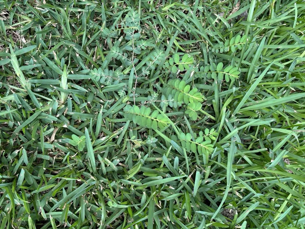 Affordable garden landscaping experts serving Austin, TX - Real Green Pest and Lawn