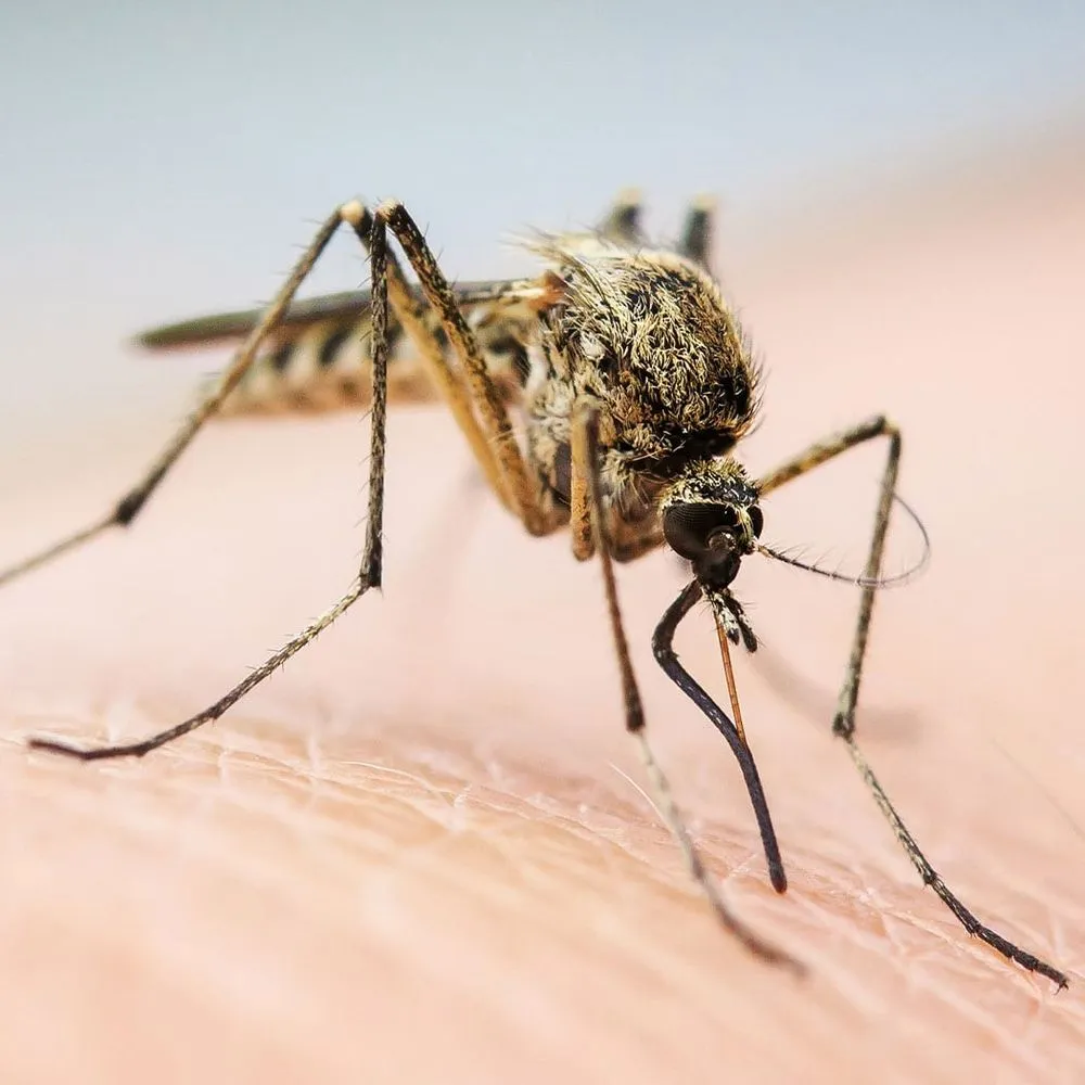 Custom landscaping services for beautiful yards across Austin, TX - Real Green Pest and Lawn