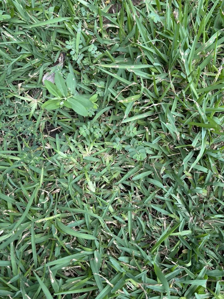 Trusted residential landscaping in Austin, TX by Real Green Pest and Lawn