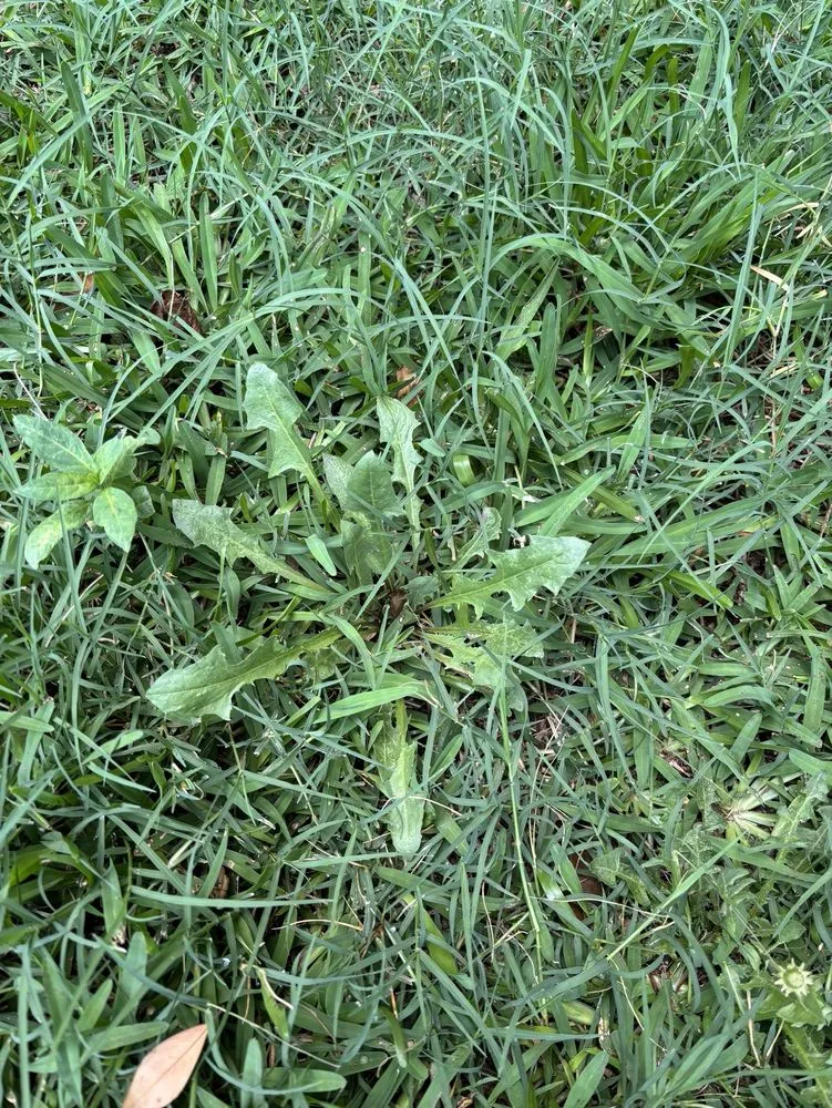 Top-rated outdoor landscaping in Austin, TX by Real Green Pest and Lawn