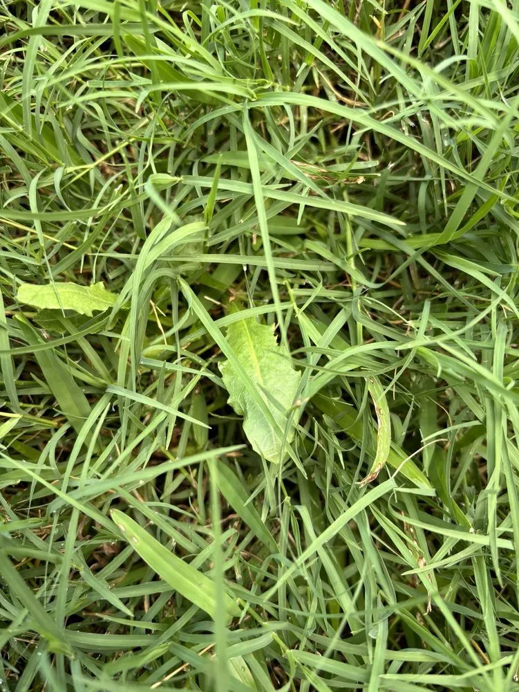 Reliable residential landscaping for homes in Austin, TX by Real Green Pest and Lawn