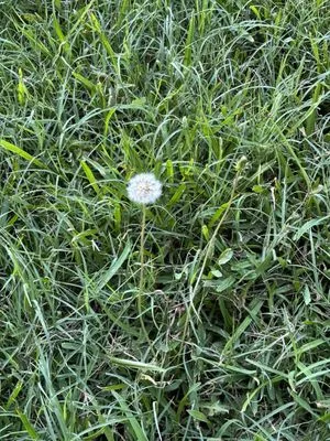 Real Green Pest and Lawn Logo