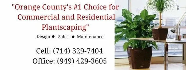 Custom landscaping services in Ladera Ranch, CA by Real Plants