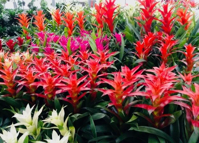 Expert yard maintenance for residential properties across Ladera Ranch, CA - Real Plants