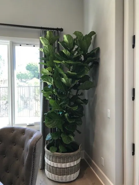 Trusted lawn care service for year-round maintenance in Ladera Ranch, CA by Real Plants