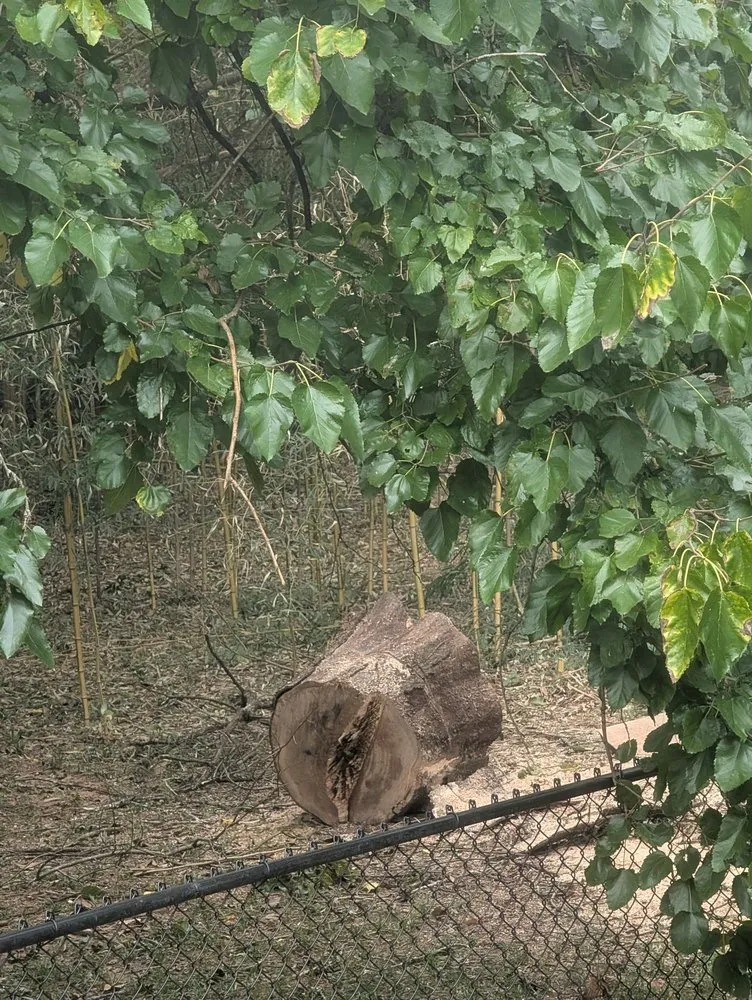 Trusted outdoor landscaping in Huntsville, AL - Real Tree Guys