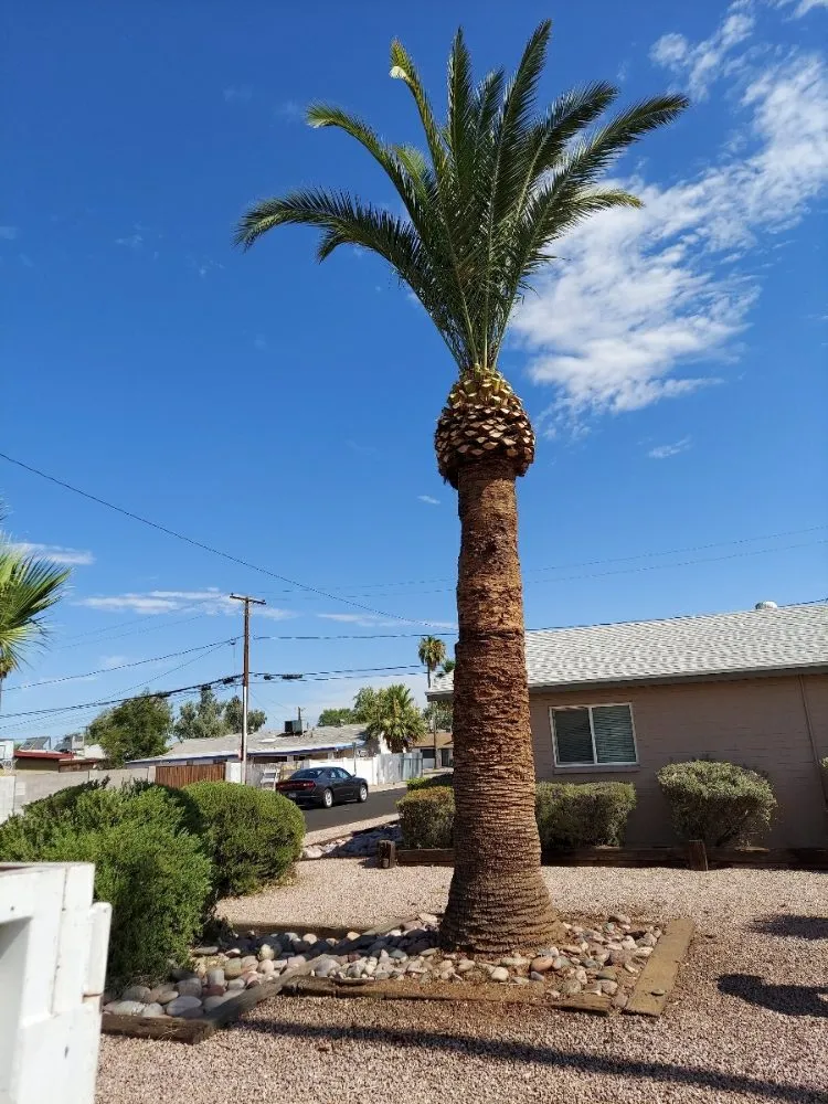 Top-rated residential landscaping for residential properties in Maricopa, AZ by Real Trees And Landscaping