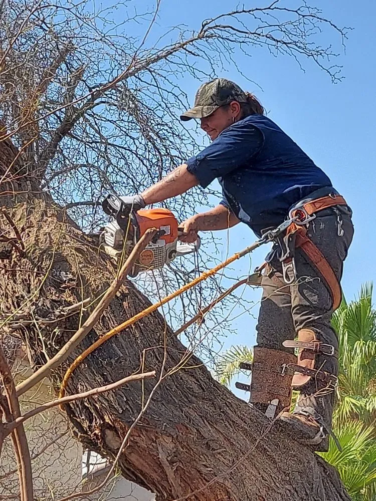 Affordable landscape design in Maricopa, AZ - Real Trees And Landscaping