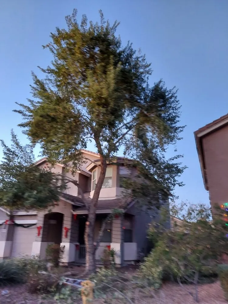 Local yard cleanup service in Maricopa, AZ by Real Trees And Landscaping