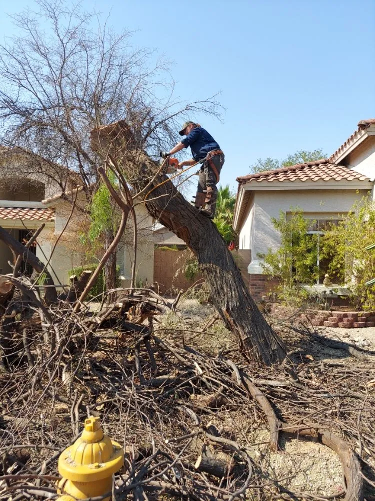 Expert residential landscaping experts serving Maricopa, AZ - Real Trees And Landscaping