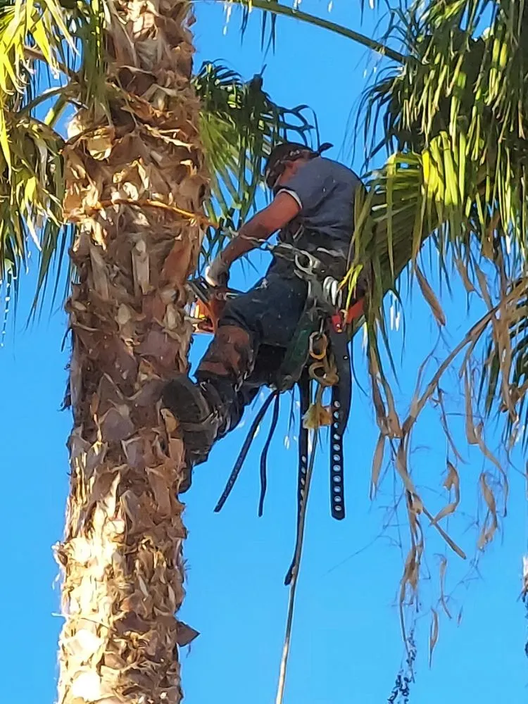 Reliable yard maintenance for beautiful yards in Maricopa, AZ by Real Trees And Landscaping