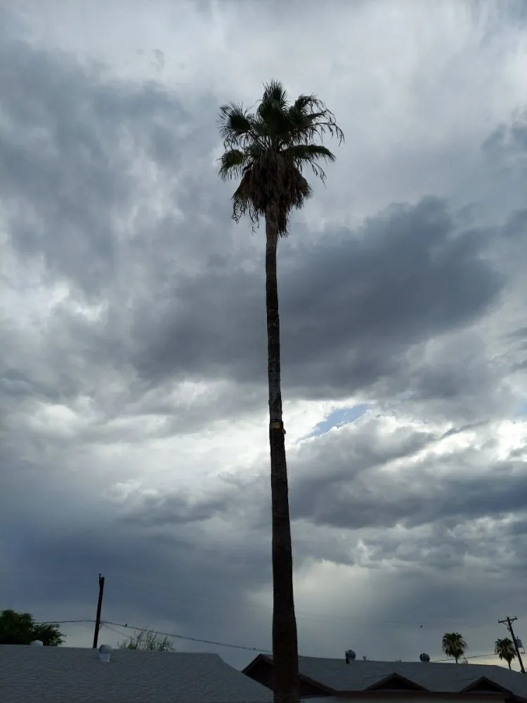 Custom yard maintenance in Maricopa, AZ - Real Trees And Landscaping