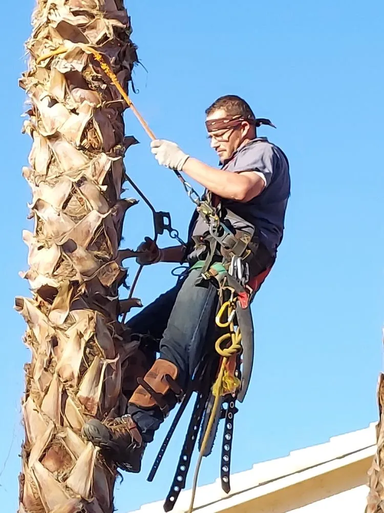 Top-rated outdoor landscaping with custom design across Maricopa, AZ - Real Trees And Landscaping