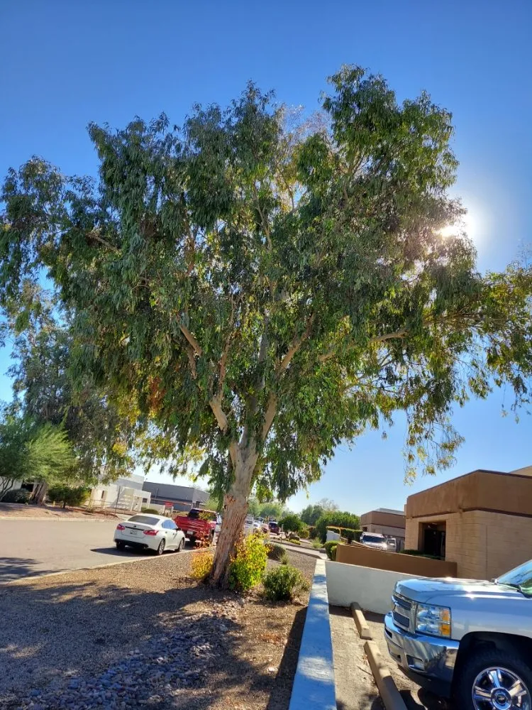 Custom yard maintenance experts serving Maricopa, AZ - Real Trees And Landscaping