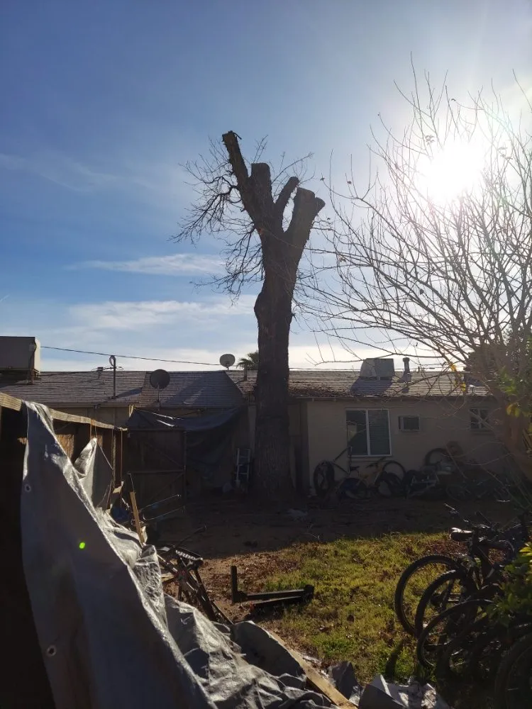 Local residential landscaping for outdoor upgrades in Maricopa, AZ by Real Trees And Landscaping