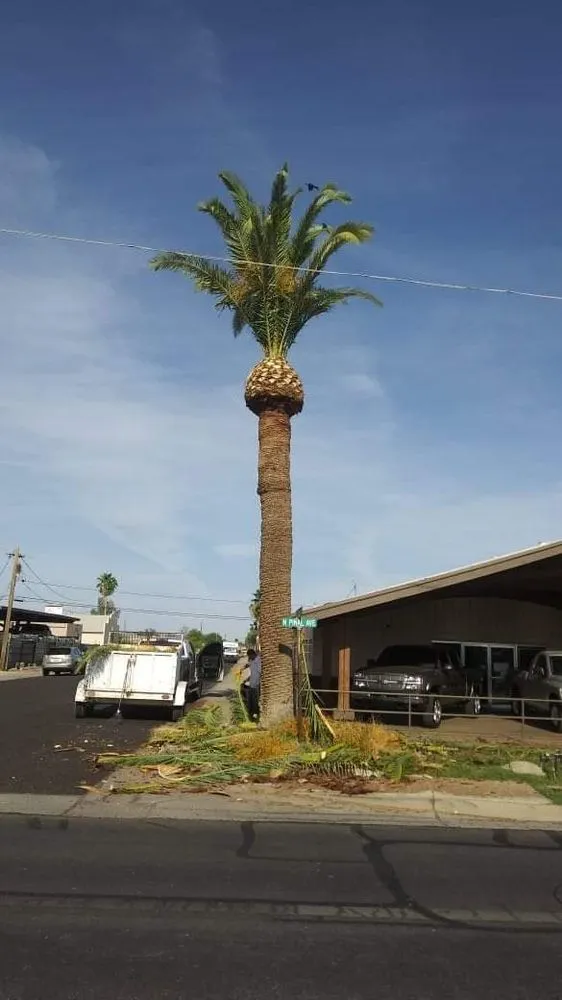 Top-rated landscaping services in Maricopa, AZ by Real Trees And Landscaping