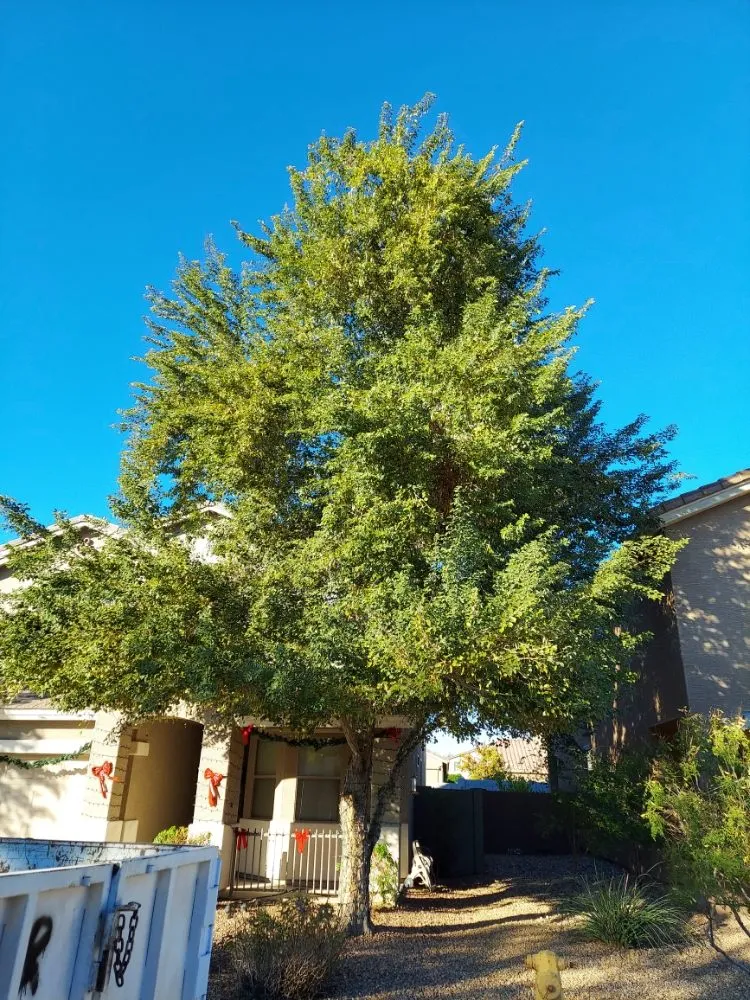 Reliable yard cleanup service for homes across Maricopa, AZ - Real Trees And Landscaping