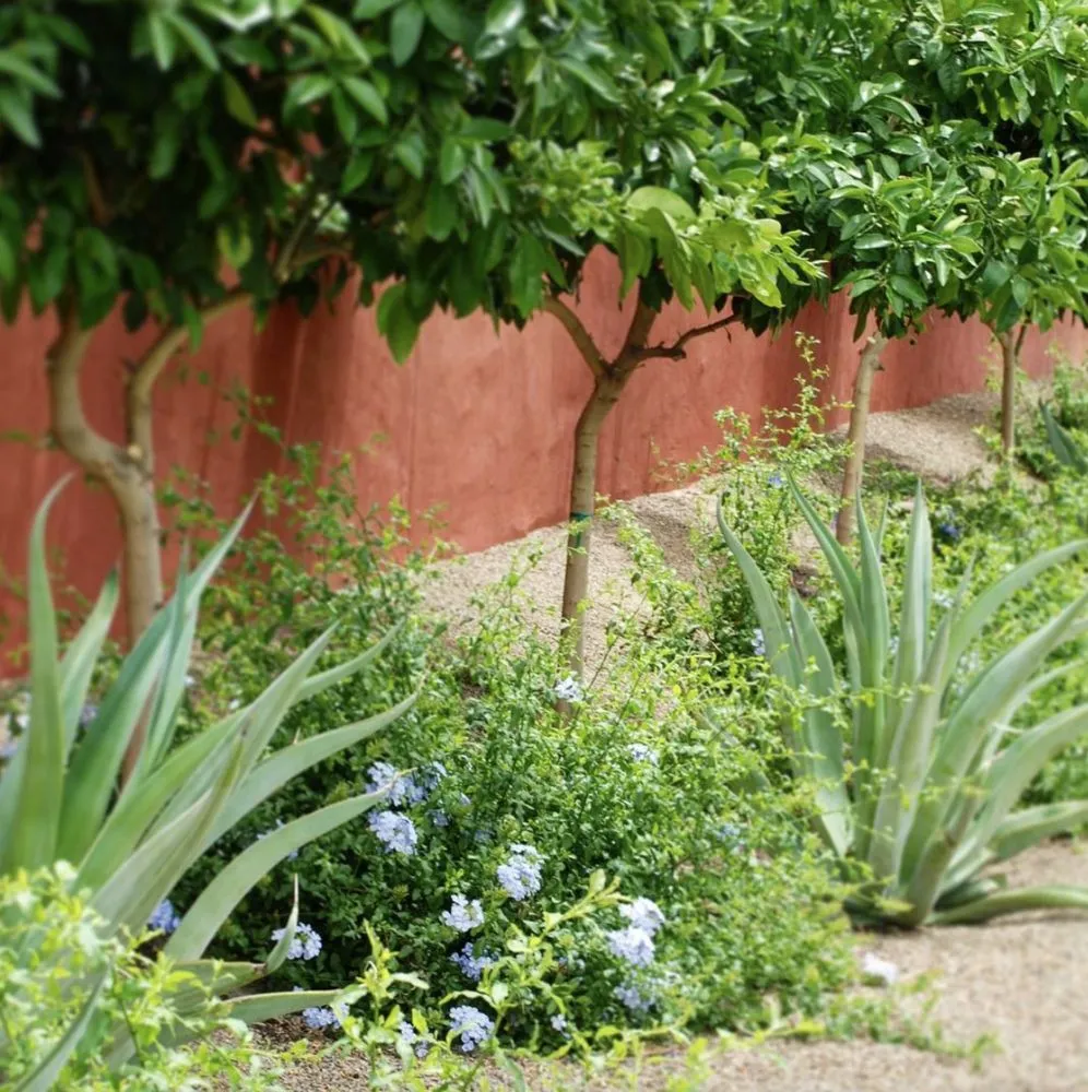 Custom yard cleanup service in Tucson, AZ by Realm