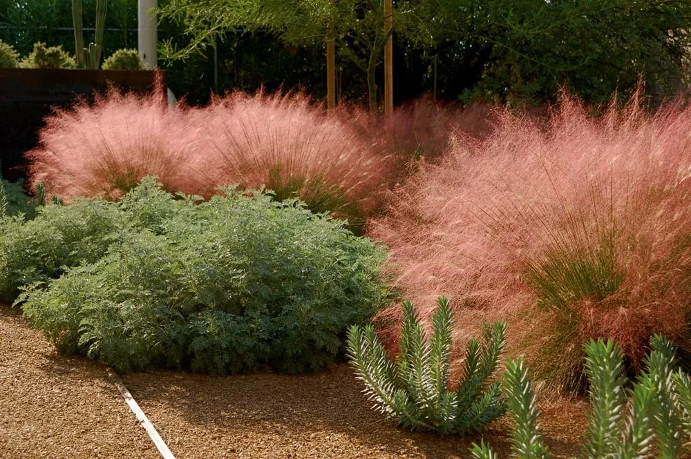 Local yard maintenance in Tucson, AZ by Realm