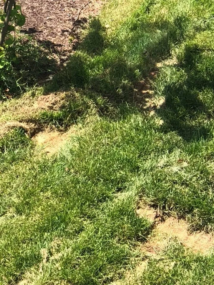 Professional landscape design in Newtown, PA - Realty Landscaping Corp