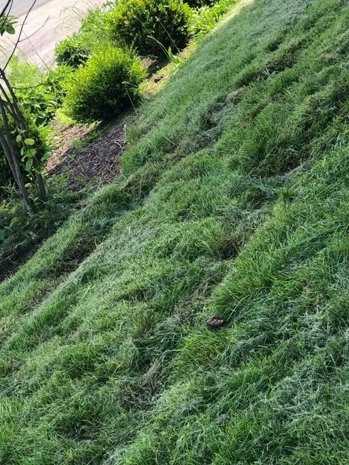 Top-rated yard maintenance near you across Newtown, PA - Realty Landscaping Corp