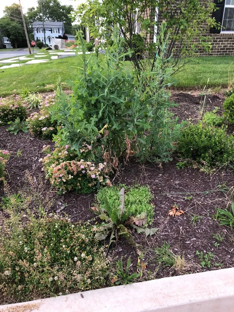 Local lawn care service with custom design across Newtown, PA - Realty Landscaping Corp