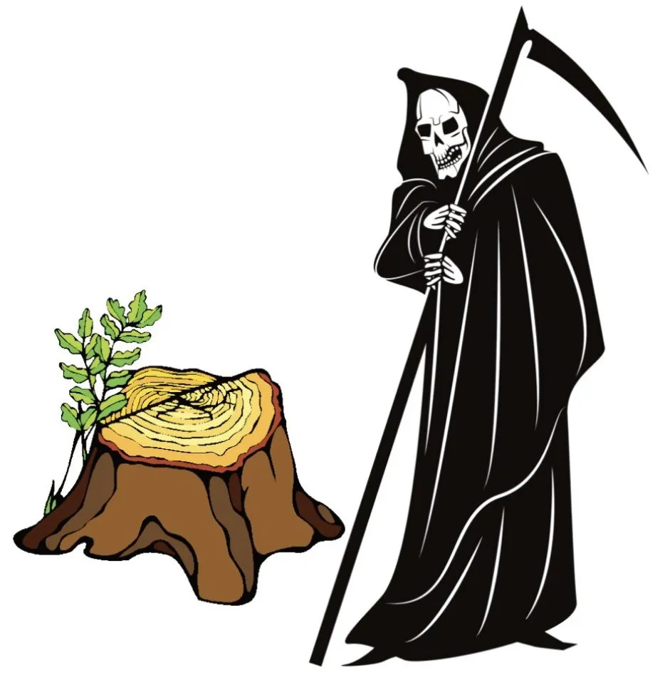 Trusted yard maintenance in Groton, CT by Reaper Stump Removal