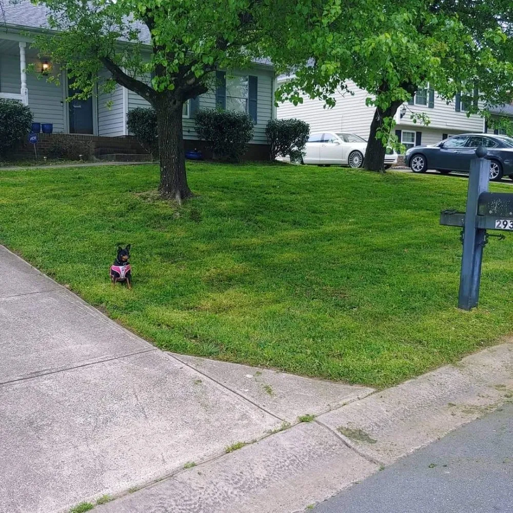 Reliable yard maintenance for residential properties in Charlotte, NC by Reape's Lawn Care