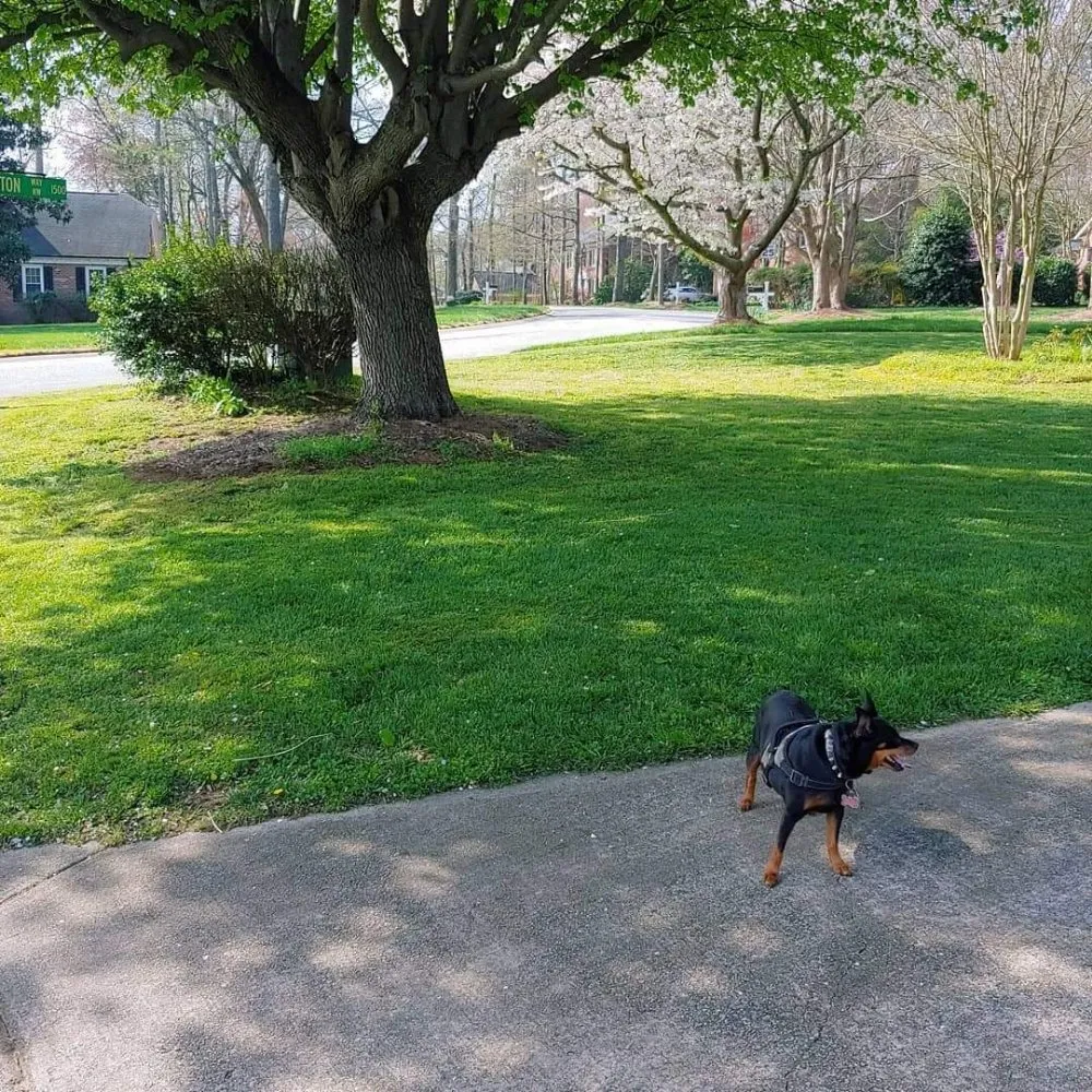 Professional landscape design for beautiful yards in Charlotte, NC by Reape's Lawn Care