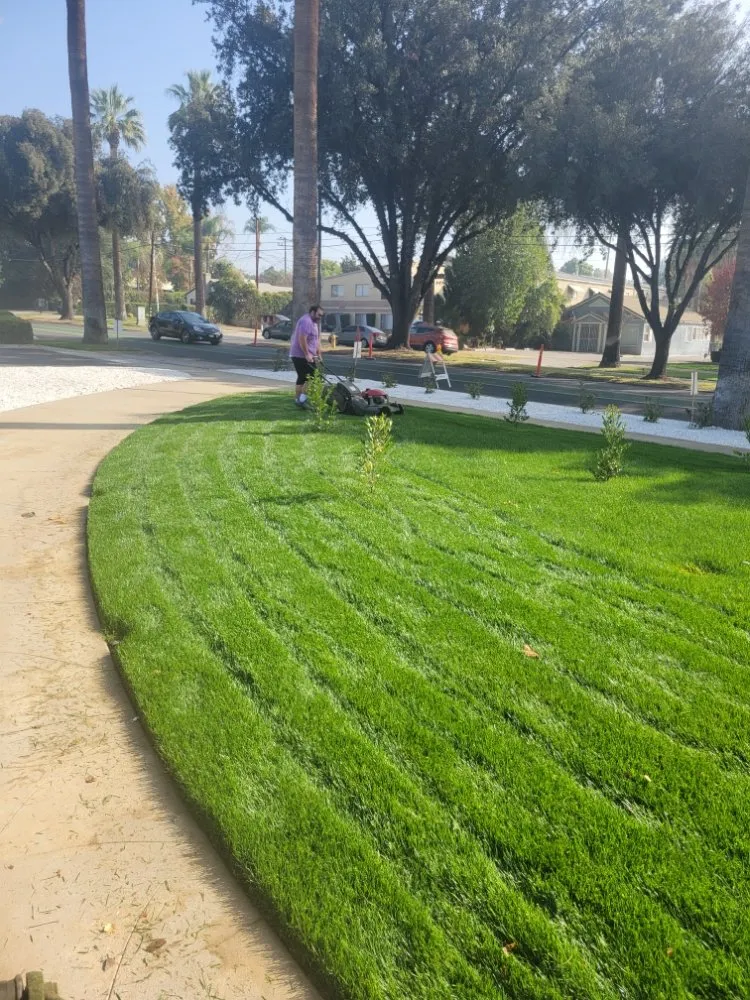 Local landscaping services in Mentone, CA - Rea's Gardening