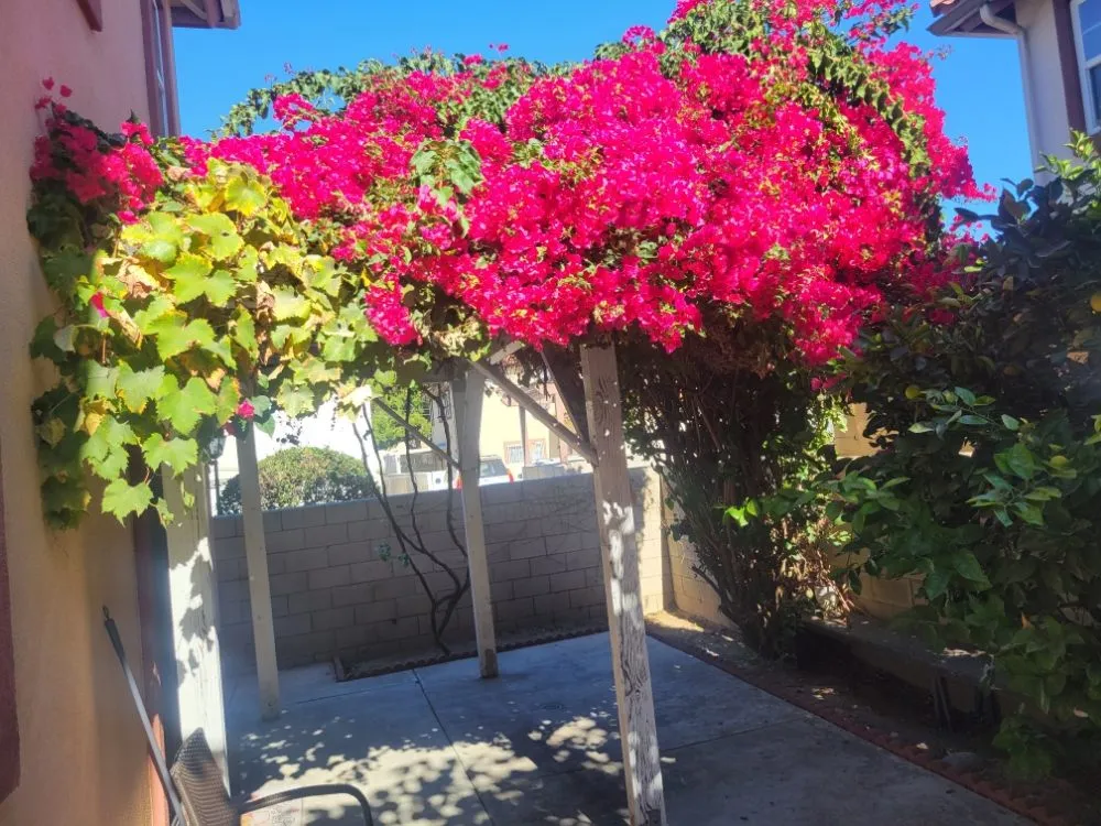Professional outdoor landscaping for residential properties in Mentone, CA by Rea's Gardening