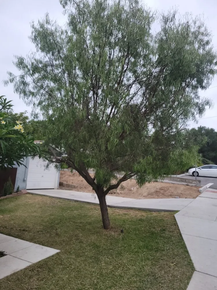 Professional lawn care service for outdoor upgrades across Mentone, CA - Rea's Gardening