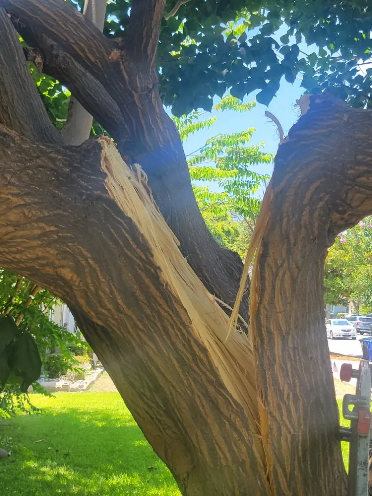 Local landscaping services in Mentone, CA - Rea's Gardening