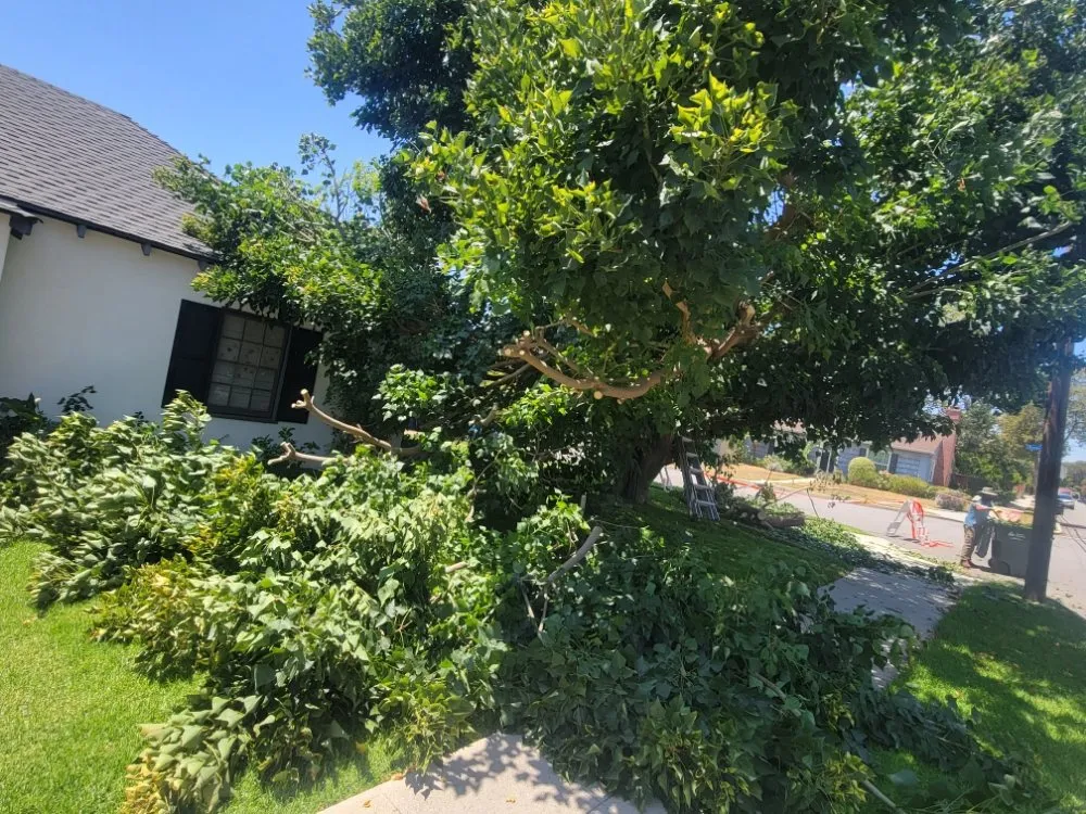 Top-rated landscape design in Mentone, CA by Rea's Gardening