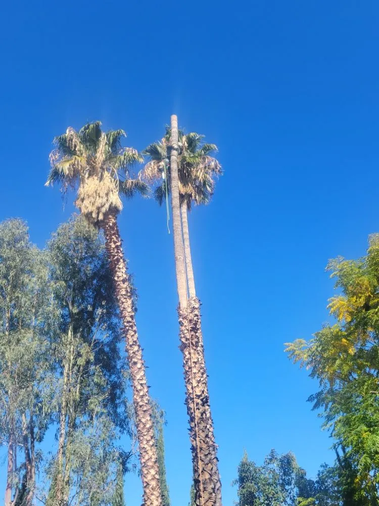 Expert landscape design in Mentone, CA by Rea's Gardening